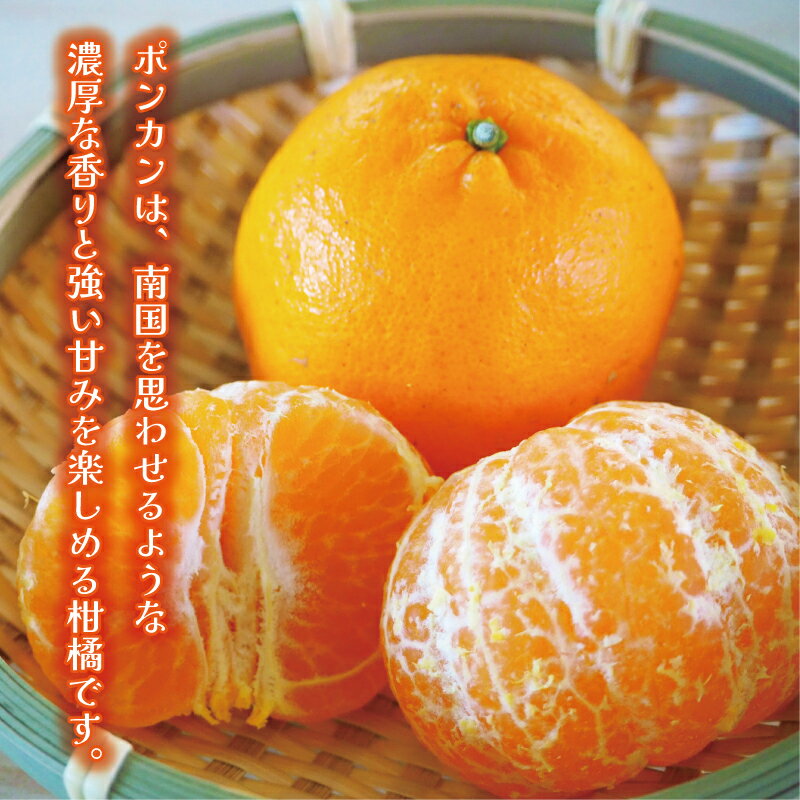 【ふるさと納税】 【高評価★4.64】 数量限定 先行予約 選べる内容 ポンカン 3kg 5kg 10kg 訳あり 通常品 期間限定 みかん mikan 蜜柑 ミカン わけあり ぽんかん 国産 人気 甘い フルーツ 果物 柑橘 おいしい サイズ ミックス 吉田農園 愛南町 愛媛県 サムネイル2