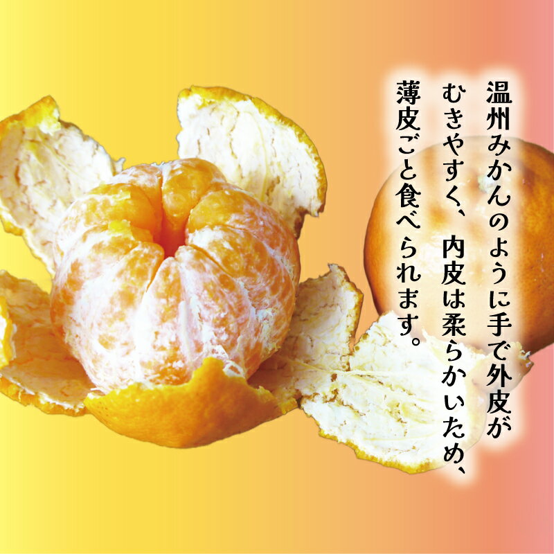【ふるさと納税】 【高評価★4.64】 数量限定 先行予約 選べる内容 ポンカン 3kg 5kg 10kg 訳あり 通常品 期間限定 みかん mikan 蜜柑 ミカン わけあり ぽんかん 国産 人気 甘い フルーツ 果物 柑橘 おいしい サイズ ミックス 吉田農園 愛南町 愛媛県 サムネイル3