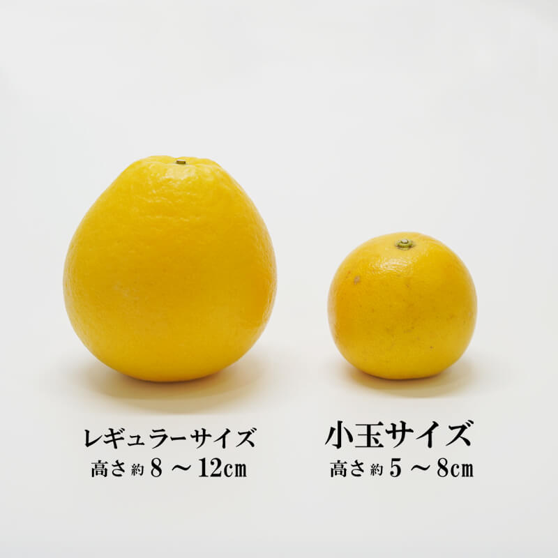 【ふるさと納税】 先行予約 数量限定 訳あり 小玉 美生柑 約7kg 小粒 河内晩柑 ばんかん 柑橘類 フルーツ 果物 くだもの 果実 夏文旦 晩生柑 みかん 蜜柑 高級 わけあり 傷 規格外 愛媛県 愛南町 サムネイル2