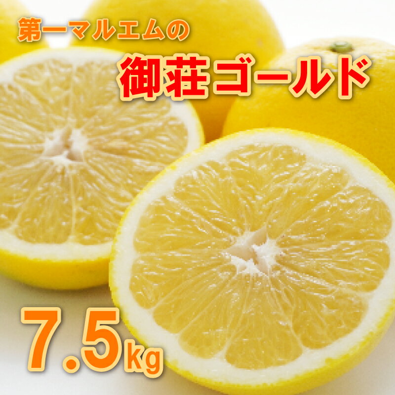 御荘ゴールド 7.5kg 10000円 みかん mikan 蜜柑 ミカン 河内晩柑 かわちばんかん 愛南ゴールド 産地直送 国産 農家直送 期間限定 数量限定 特産品 ゼリー ジュース アイス 冷凍 みかん 等に 人気 甘い フルーツ 柑橘 おいしい 第一マルエム 愛南町 愛媛県