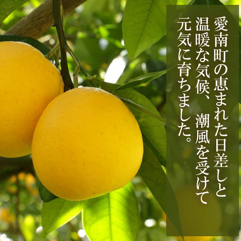 【ふるさと納税】 先行予約 訳あり 愛南ゴールド 8kg S~Mサイズ 河内晩柑 柑橘 フルーツ 果物 蜜柑 みかん くだもの 家庭用 傷 不揃い サイズミックス かわち ばんかん 和製 グレープフルーツ デザート甘い ジューシー 特産品 国産 農園 直送 愛媛県 愛南町 和家農園 サムネイル3