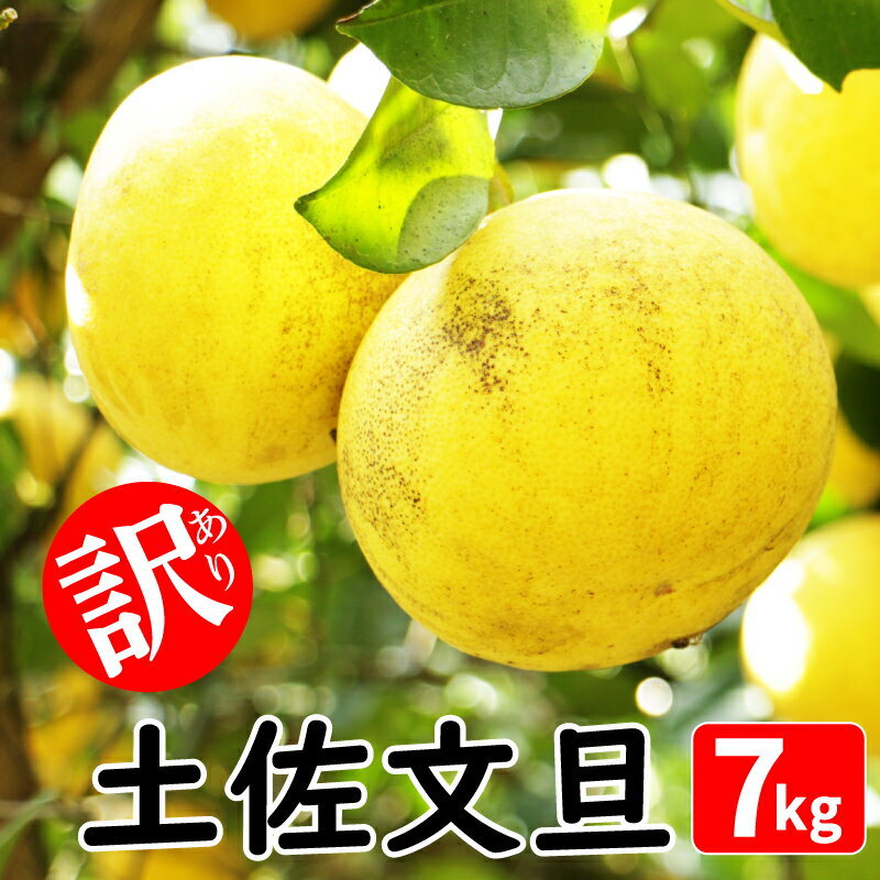 訳あり 土佐文旦 7kg みかん 蜜柑 文旦 ぶんたん 柑橘 果物 フルーツ ゼリー ジュース アイス 国産 愛媛県 愛南町青果市場 発送:2026年2月中旬〜(なくなり次第終了)