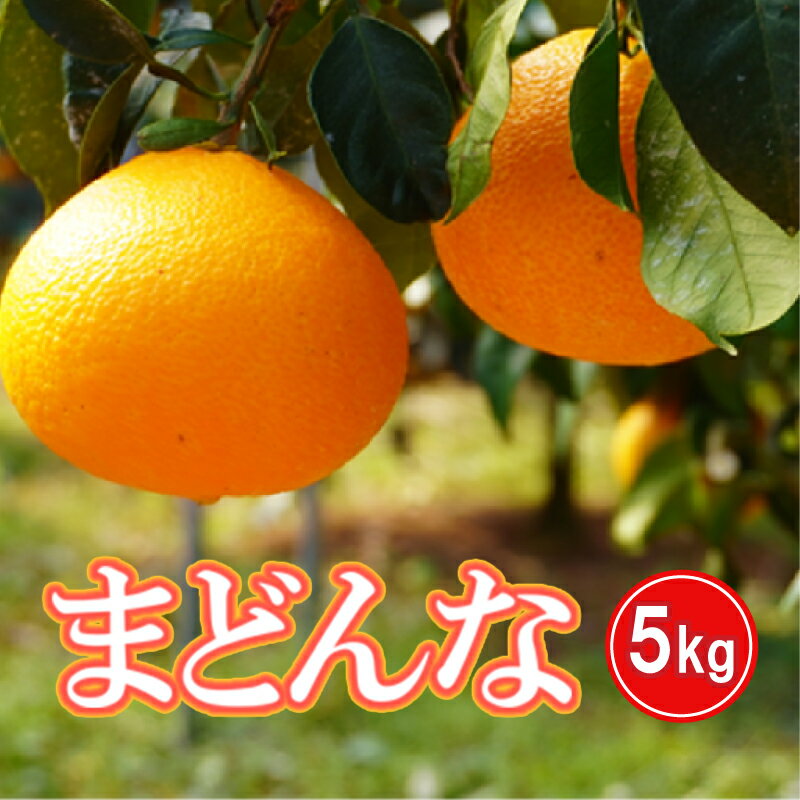 数量限定 先行予約 選べる 規格 まどんな 5kg 15000円 20000円 訳あり 通常品 わけあり みかん mikan 蜜柑 ミカン 国産 愛果28号 紅まどんな 同品種 あいか アイカ 高級 人気 ブランド 柑橘 ハウス栽培 マドンナ 甘い おいしい 前田ファーム 愛南町 愛媛県