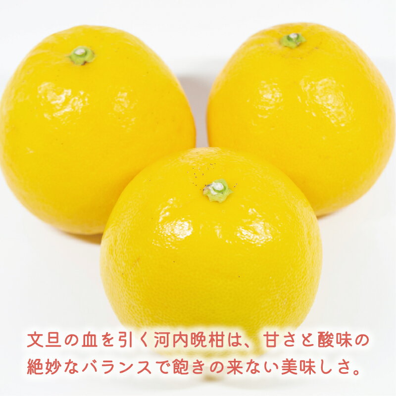 【ふるさと納税】 数量限定 先行予約 選べる 内容量 河内晩柑 5kg 7kg 8kg 10kg 訳あり 贈答用 大玉 4L 以上 期間限定 わけあり 愛媛 みかん mikan 蜜柑 ミカン 愛南ゴールド 国産 特産品 ギフト プレゼント お中元 果物 柑橘 おいしい 甘い 前田ファーム 愛南町 愛媛県 サムネイル2