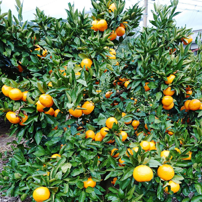 【ふるさと納税】 訳あり 愛媛みかん 約5kg みかん 蜜柑 温州みかん オレンジ 果物 フルーツ 柑橘 こたつ みかん 人気 期間 限定 サイズ 傷 不揃い サラダ スムージー お菓子 ケーキ スイーツ 甘い ジューシー 数量 限定 国産 農園 産地 直送 和家農園 愛媛県 愛南町 サムネイル3