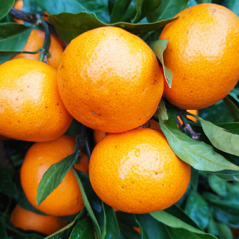 【ふるさと納税】 訳あり 愛媛みかん 約5kg みかん 蜜柑 温州みかん オレンジ 果物 フルーツ 柑橘 こたつ みかん 人気 期間 限定 サイズ 傷 不揃い サラダ スムージー お菓子 ケーキ スイーツ 甘い ジューシー 数量 限定 国産 農園 産地 直送 和家農園 愛媛県 愛南町 サムネイル2