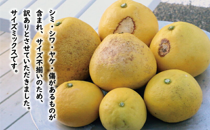 【ふるさと納税】 訳あり 文旦 13.5kg 13000円 ぶんたん みかん mikan 蜜柑 ミカン わけあり 家庭用 産地直送 国産 農家直送 期間限定 数量限定 特産品 人気 限定 フルーツ 果物 柑橘 小玉 含む サイズ ミックス 傷み補償 500g ミッチーのおみかん畑 愛南町 愛媛県 - 画像3