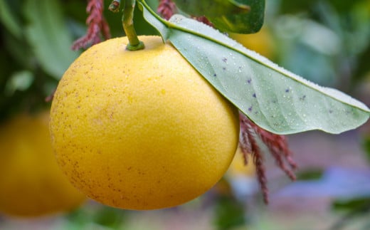 【ふるさと納税】 先行予約 選べる 規格 容量 文旦 7kg 10kg 訳あり 通常品 ぶんたん みかん 蜜柑 果物 柑橘 フルーツ ミカン 産地直送 国産 農家直送 期間限定 数量限定 特産品 ジュース ゼリー ビタミン 美容 健康 愛媛県 愛南町 山口農園 送料無料 サムネイル3