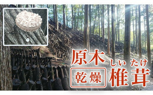 原木 乾燥 椎茸 （ 3袋 ＋ スライス 1袋 ）農林水産大臣賞 どんこ 7000円 シイタケ 干し しいたけ スライス 薄切り 愛媛 愛南 産地直送 国産 農家直送 なんぐん市場 数量 限定 NPO 法人 ハート スープ カレー パテ うす切り