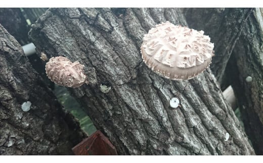 【ふるさと納税】 原木 乾燥 椎茸 （ 3袋 ＋ スライス 1袋 ）農林水産大臣賞 どんこ 7000円 シイタケ 干し しいたけ スライス 薄切り 愛媛 愛南 産地直送 国産 農家直送 なんぐん市場 数量 限定 NPO 法人 ハート スープ カレー パテ うす切り サムネイル3