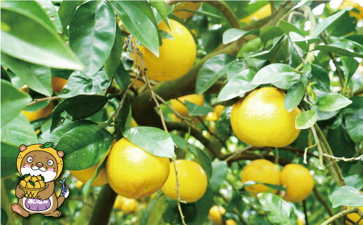 【ふるさと納税】 【 高評価 ★4.8】 先行予約 訳あり 河内晩柑 8kg 7000円 みかん かわちばんかん 愛南ゴールド あいなん ゴールド 美生柑 文旦 グレープフルーツ 和製 家庭用 国産 期間限定 数量限定 わけあり 人気 フルーツ 果物 柑橘 規格外 愛媛県 愛南町 塚岡農園 サムネイル3