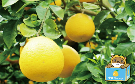 【ふるさと納税】 先行予約 訳あり 河内晩柑 大玉 7kg 7000円 みかん かわちばんかん 愛南ゴールド あいなん ゴールド 美生柑 文旦 グレープフルーツ 和製 産地直送 国産 特産品 ゼリー ジュース 等に 人気 限定 甘い フルーツ 果物 柑橘 蜜柑 規格外 愛媛県 愛南町 塚岡農園 サムネイル3