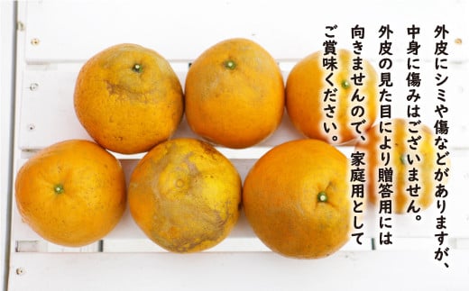 数量限定 先行予約 紅河内晩柑 選べる 規格 訳あり 2kg 5kg 8.5kg 通常品 6kg わけあり みかん mikan 蜜柑 ミカン かわちばんかん 愛南ゴールド あいなん ゴールド 文旦 派生 国産 期間限定 特産品 人気 限定 甘い フルーツ 果物 柑橘 あいなんマザーズ 愛南町 愛媛県 - 画像3