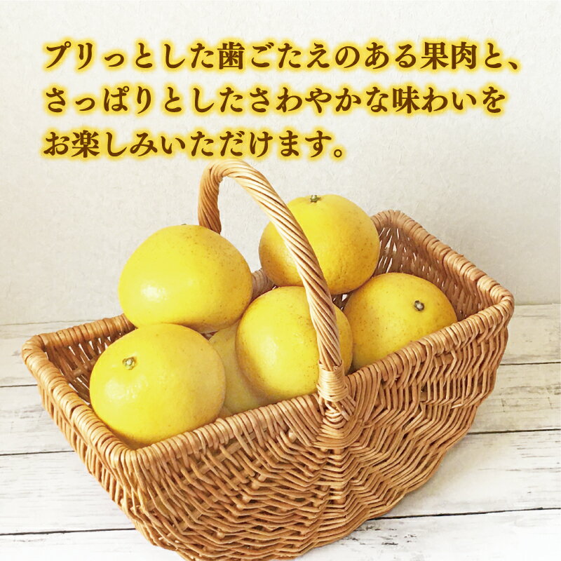 【ふるさと納税】 高評価 ★4.72 数量限定 先行予約 選べる 規格 樹齢25年 以上 土佐 文旦 8kg 訳あり 10000円 Lサイズ 2Lサイズ 3Lサイズ 以上 14000円 ぶんたん みかん 蜜柑 ミカン 土佐文旦 国産 人気 甘い フルーツ 果物 柑橘 おいしい くらもとファーム 愛南町 愛媛県 サムネイル2
