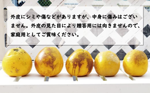 【ふるさと納税】 高評価 ★4.68 訳あり 河内晩柑 樹齢 20年以上 9kg 9000円 みかん わけあり かわちばんかん 愛南ゴールド あいなん ゴールド 美生柑 国産 特産品 農家直送 期間限定 ジュース フルーツ 果物 柑橘 くらもとファーム 愛南町 愛媛県 サムネイル3