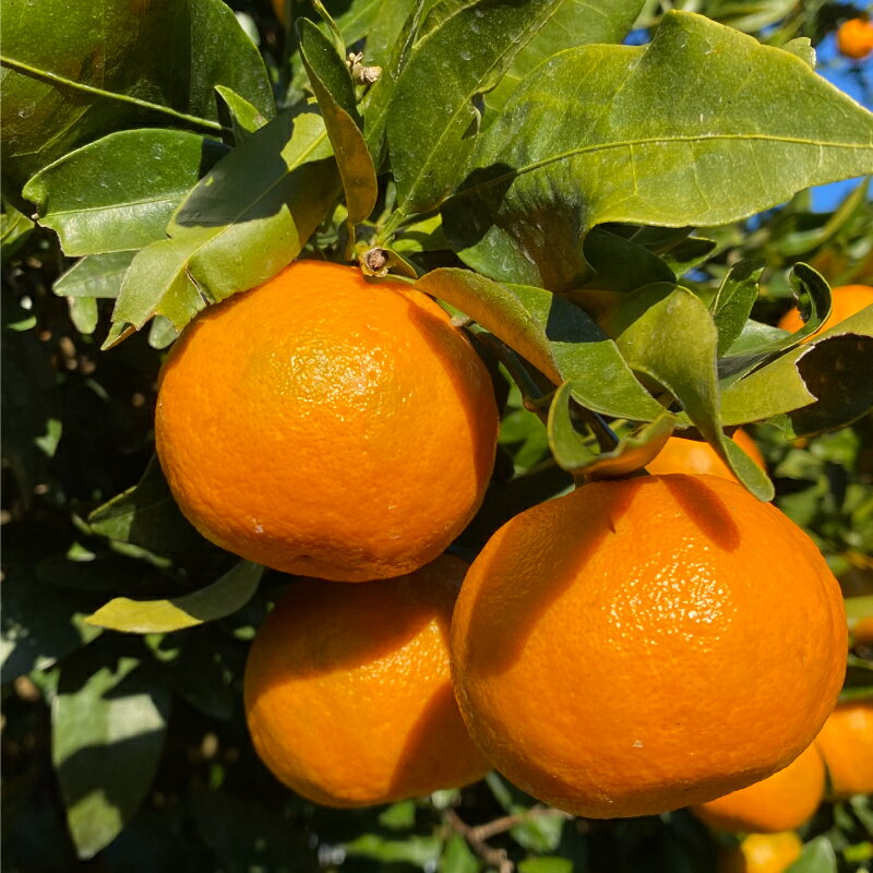 【ふるさと納税】 先行予約 選べる 容量 訳あり 減農薬 ポンカン 3kg 5kg 10kg サイズミックス 柑橘 フルーツ 果物 蜜柑 愛媛 みかん 文旦 河内晩柑 温州みかん 柑橘 不知火 果実 産地 産直 愛媛県 愛南町 愛南フルーツ サムネイル2