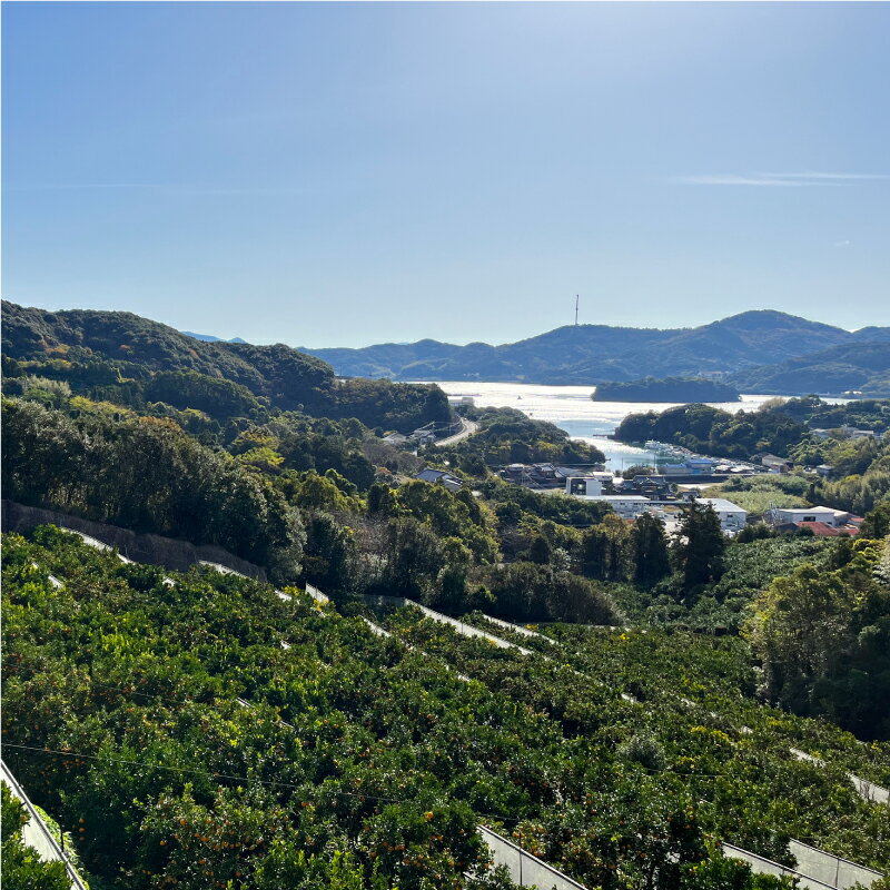 【ふるさと納税】 先行予約 選べる 容量 訳あり 減農薬 ポンカン 3kg 5kg 10kg サイズミックス 柑橘 フルーツ 果物 蜜柑 愛媛 みかん 文旦 河内晩柑 温州みかん 柑橘 不知火 果実 産地 産直 愛媛県 愛南町 愛南フルーツ サムネイル3