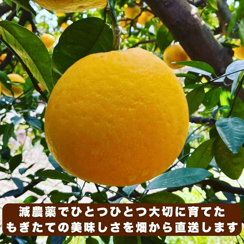 【ふるさと納税】 先行予約 訳あり 減農薬 愛南ゴールド 河内晩柑 5kg サイズ ミックス 家庭用 農家直送 不揃い 柑橘 みかん 蜜柑 和製 グレープフルーツ 予約受付 数量限定 ジュース ゼリー ジャム マーマレード デザート 焼酎 割り サワー 愛媛県 愛南町 愛南フルーツ サムネイル2