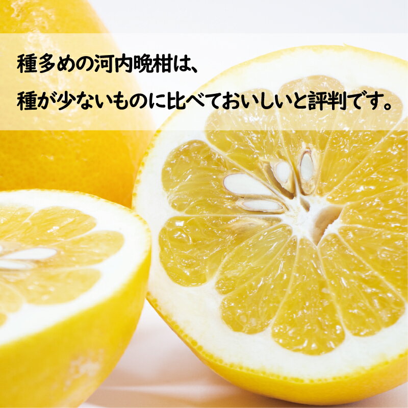 【ふるさと納税】 訳あり 木成り 河内晩柑 樹齢 20年以上 3kg 6kg 7kg 10kg サイズミックス みかん かわちばんかん ミカン mikan わけあり 愛南ゴールド あいなん 文旦 派生 国産 減農薬 数量限定 特産品 人気 小玉 含む 柑橘 お試し 少量 規格外 宮下明良 愛南町 愛媛県 - 画像2