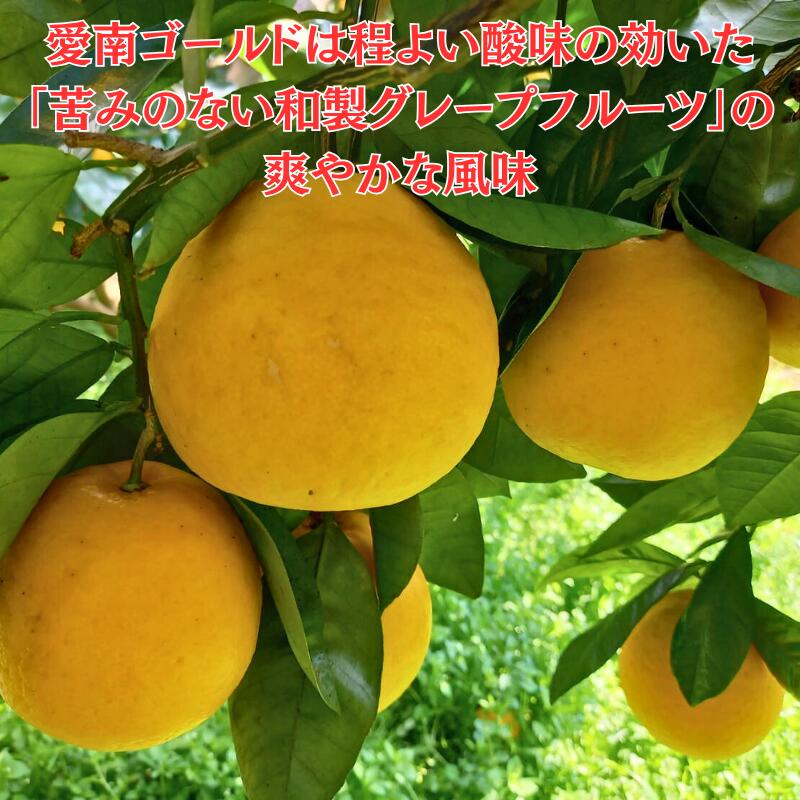 【ふるさと納税】 訳あり 愛南ゴールド ( 河内晩柑 ) 8kg みかん 蜜柑 河内晩柑 和製 グレープフルーツ 傷 不揃い 規格外 常温 愛媛県 愛南町 愛なんよ - 画像2