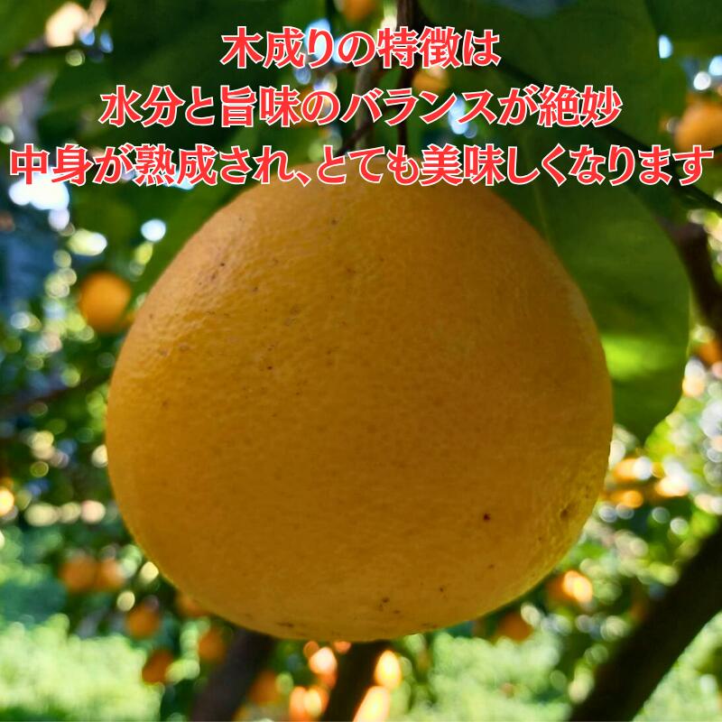 【ふるさと納税】 訳あり 愛南ゴールド ( 河内晩柑 ) 8kg みかん 蜜柑 河内晩柑 和製 グレープフルーツ 傷 不揃い 規格外 常温 愛媛県 愛南町 愛なんよ - 画像3