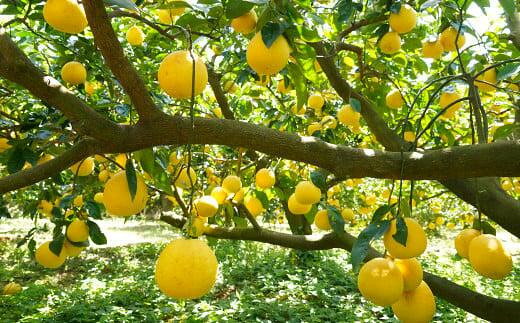 【ふるさと納税】 数量限定 先行予約 樹齢 25年以上 河内晩柑 選べる 規格 大玉 中玉 小玉 4kg ～ 10kg みかん mikan 蜜柑 ミカン かわちばんかん 愛南ゴールド あいなん ゴールド 文旦 派生 和製 グレープフルーツ 国産 期間限定 特産品 人気 みかんの山祥 愛南町 愛媛県 - 画像3