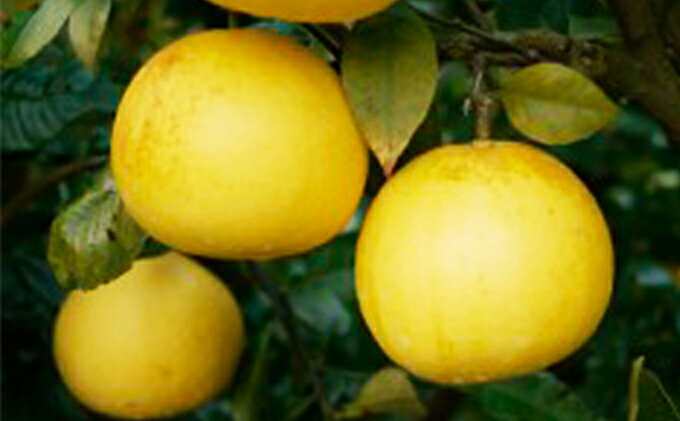 【ふるさと納税】 数量限定 先行予約 土佐文旦 9kg 14000円 みかん 文旦 ぶんたん 国産 産地直送 農家直送 期間限定 ビタミン 特産品 人気 さわやか 甘い フルーツ 果物 果実 柑橘 蜜柑 おいしい 愛媛 みかん ブランド ゼリー ジュース マーマレード 愛南町 愛媛県 吉田農園 サムネイル3