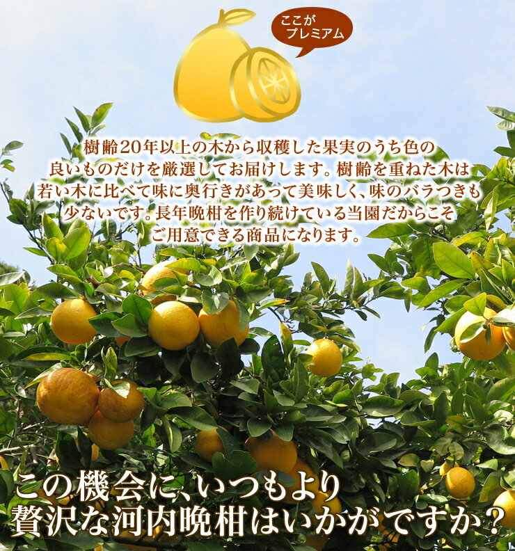 【ふるさと納税】 2026年 先行予約 選べる 容量 プレミアム 河内晩柑 3kg 5kg 10kg L から 3L サイズ 樹齢 20年 以上 古木 愛南ゴールド 和製 グレープフルーツ 家庭用 愛媛 みかん 果物 フルーツ デザート ジュース ゼリー 特産品 愛媛県 愛南町 清家ばんかんビレッジ サムネイル2
