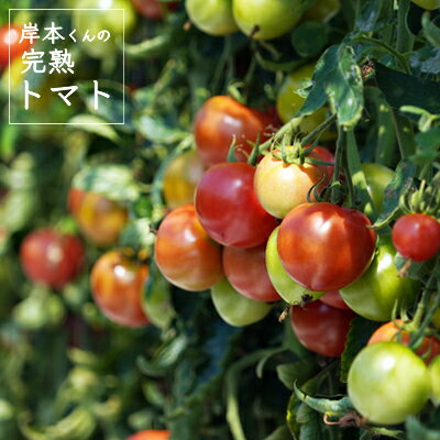 【ふるさと納税】 完熟 トマト 400g 8パック 計 3.2kg 岸本くん 国産 緑黄色 野菜 濃厚 甘い おいしい 数量限定 生産者 産地 直送 産直 発送期間: 2026年2月1日〜6月20日 - 画像2