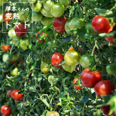 【ふるさと納税】 完熟 トマト 400g 8パック 計 3.2kg 岸本くん 国産 緑黄色 野菜 濃厚 甘い おいしい 数量限定 生産者 産地 直送 産直 発送期間: 2026年2月1日〜6月20日 - 画像3
