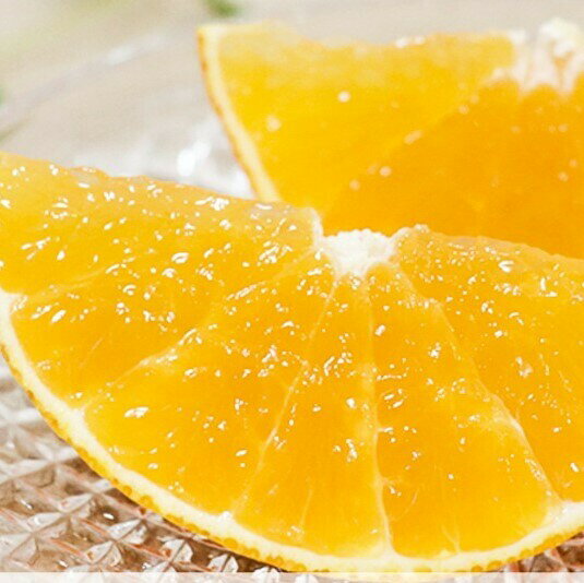 【ふるさと納税】 数量限定 先行予約 選べる 規格 まどんな 5kg 15000円 20000円 訳あり 通常品 わけあり みかん mikan 蜜柑 ミカン 国産 愛果28号 紅まどんな 同品種 あいか アイカ 高級 人気 ブランド 柑橘 ハウス栽培 マドンナ 甘い おいしい 前田ファーム 愛南町 愛媛県 サムネイル3