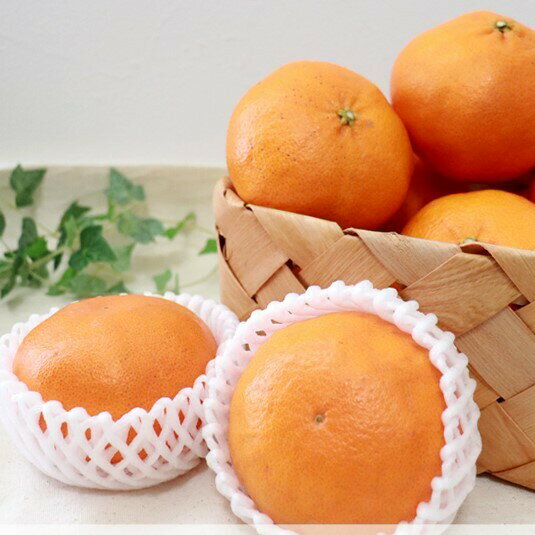 【ふるさと納税】 先行予約受付 数量限定 訳あり 甘平 1.5kg / 贈答用750g みかん 蜜柑 柑橘 果物 フルーツ 高級 人気 糖度 ビタミン 健康 ブランド 国産 減農薬 除草剤不使用 有機肥料使用 愛媛県 愛南町 吉本農園 発送:2026年2月中旬〜なくなり次第終了 サムネイル2