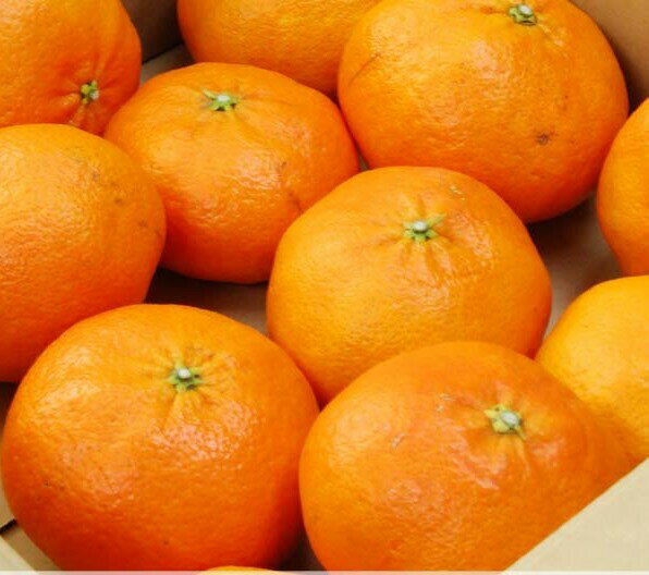 【ふるさと納税】 先行予約受付 数量限定 訳あり 甘平 1.5kg / 贈答用750g みかん 蜜柑 柑橘 果物 フルーツ 高級 人気 糖度 ビタミン 健康 ブランド 国産 減農薬 除草剤不使用 有機肥料使用 愛媛県 愛南町 吉本農園 発送:2026年2月中旬〜なくなり次第終了 サムネイル3