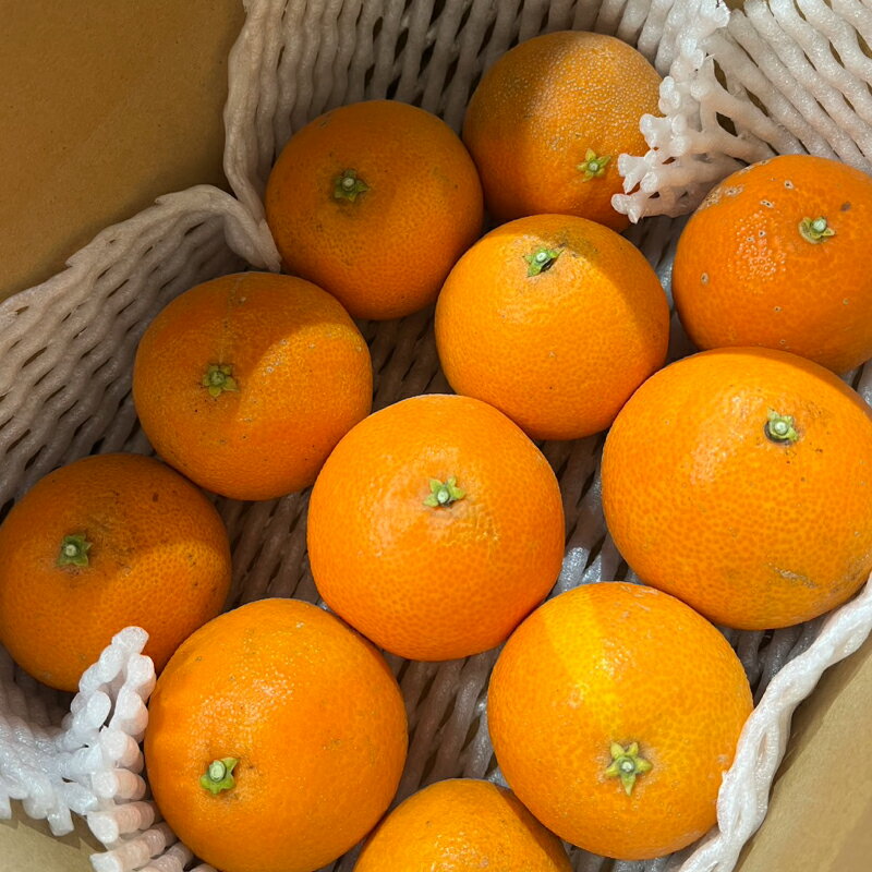 【ふるさと納税】 【先行予約】 選べる 容量 規格 訳あり 贈答用 宝紅まどんな 1.5kg 800g サイズミックス 傷 黒点 果物 柑橘 みかん 愛果28号 人気 フルーツ 高級 マドンナ 宝紅マドンナ 10,000円 愛南町 吉本農園 （クラウドファンディング対象） サムネイル3