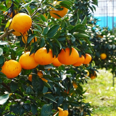 【ふるさと納税】 数量限定 先行予約 選べる 規格 まどんな 5kg 15000円 20000円 訳あり 通常品 わけあり みかん mikan 蜜柑 ミカン 国産 愛果28号 紅まどんな 同品種 あいか アイカ 高級 人気 ブランド 柑橘 ハウス栽培 マドンナ 甘い おいしい 前田ファーム 愛南町 愛媛県 サムネイル2