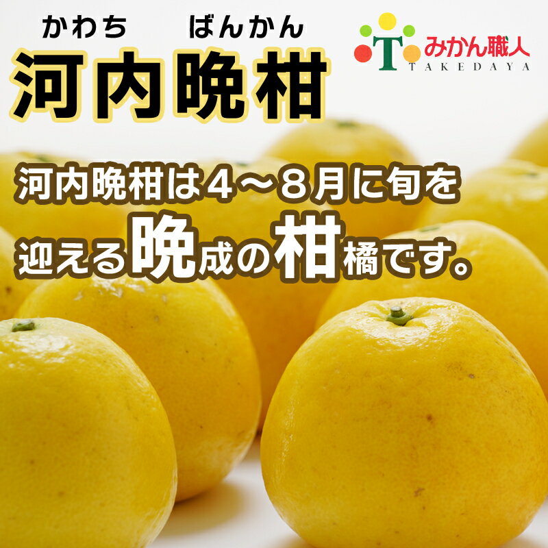 【ふるさと納税】 訳あり 河内晩柑 5kg 10kg 訳あり 先行予約 サイズミックス 大玉 晩柑 かわちばんかん 柑橘 和製 グレープフルーツ 国産 愛媛 みかん 果物 果実 フルーツ 特産品 有名 みかん 職人 武田屋 おいしい ビタミン 傷あり 家庭用 2026年発送 サムネイル3