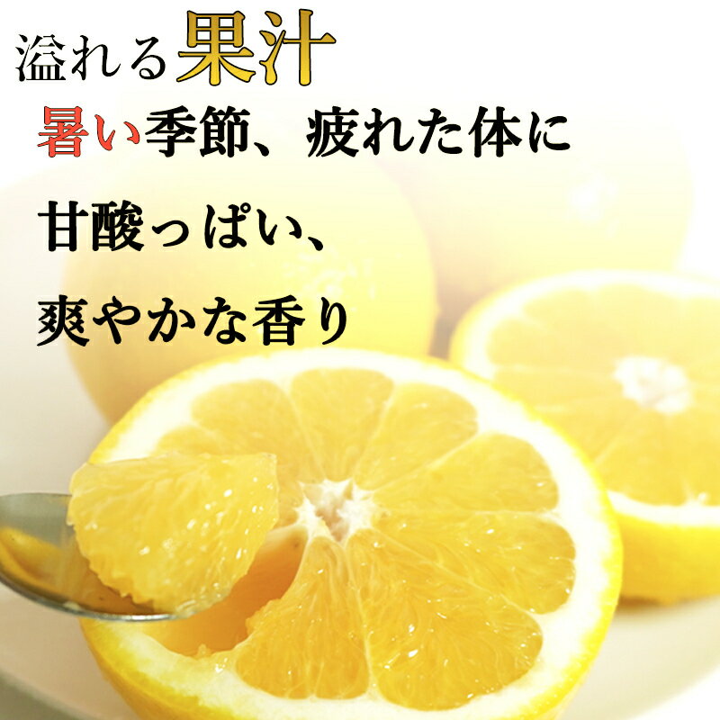 【ふるさと納税】 先行受付 数量限定 高評価 ★4.79 選べる容量 河内晩柑 3kg 5kg 10kg 訳あり 贈答用 期間限定 わけあり 愛媛 みかん mikan 蜜柑 ミカン 愛南ゴールド 国産 特産品 フルーツ ギフト プレゼント お中元 果物 柑橘 おいしい 甘い 吉田農園 愛南町 愛媛県 サムネイル2