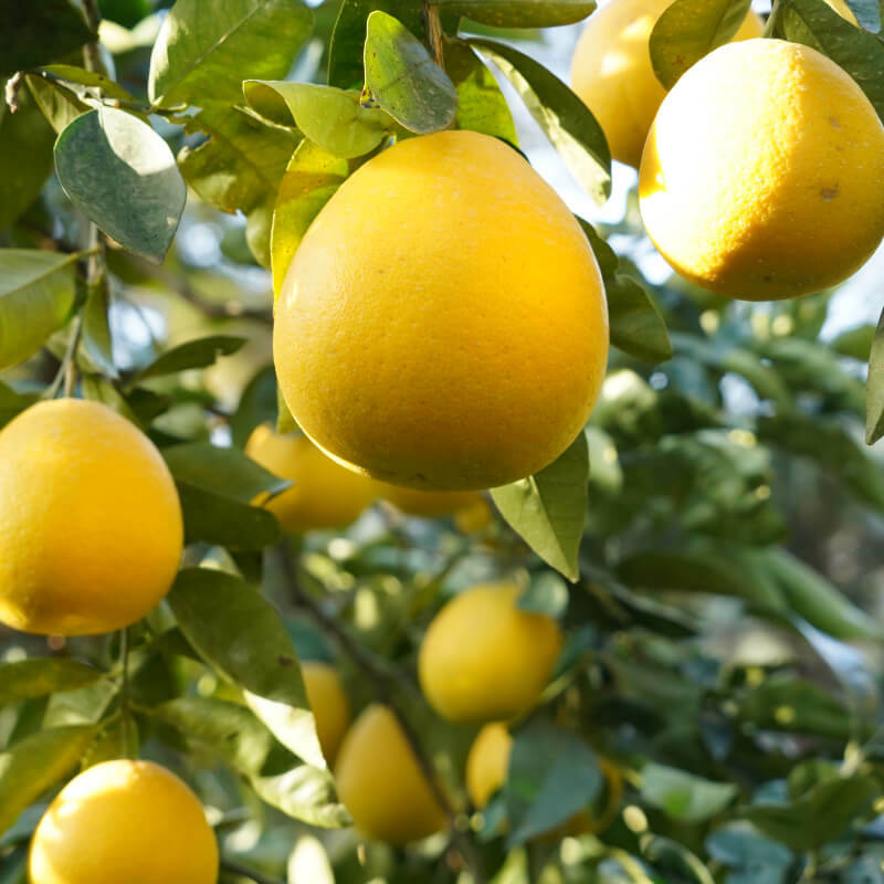 【ふるさと納税】 御荘ゴールド 5kg 8000円 みかん mikan 蜜柑 ミカン 河内晩柑 かわちばんかん 愛南ゴールド 産地直送 国産 農家直送 期間限定 数量限定 特産品 ゼリー ジュース アイス 冷凍 みかん 等に 人気 甘い フルーツ 果物 柑橘 おいしい 第一マルエム 愛南町 愛媛県 サムネイル2