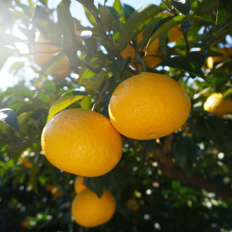【ふるさと納税】 甘夏 小玉 10kg ジュース 用 7000円 みかん mikan 蜜柑 ミカン あまなつ 産地直送 国産 農家直送 期間限定 数量限定 特産品 ゼリー アイス 冷凍 みかん 等に 人気 甘い フルーツ 果物 柑橘 おいしい ジューシー ビタミン 健康 第一マルエム 愛南町 愛媛県 サムネイル2