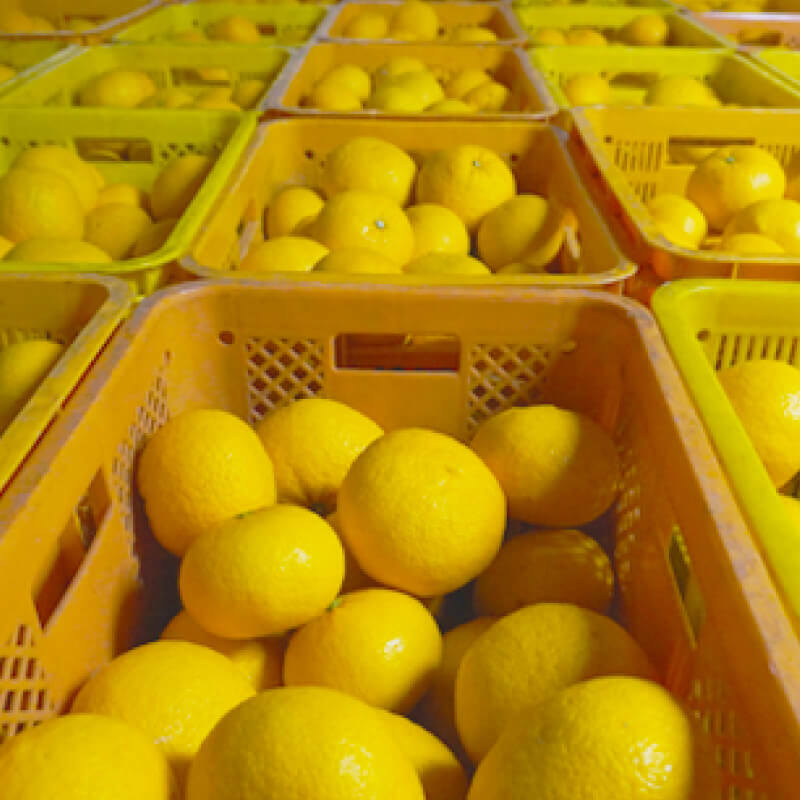 【ふるさと納税】 甘夏 小玉 10kg ジュース 用 7000円 みかん mikan 蜜柑 ミカン あまなつ 産地直送 国産 農家直送 期間限定 数量限定 特産品 ゼリー アイス 冷凍 みかん 等に 人気 甘い フルーツ 果物 柑橘 おいしい ジューシー ビタミン 健康 第一マルエム 愛南町 愛媛県 サムネイル3