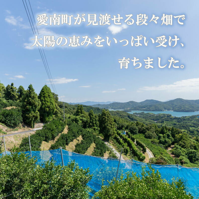 【ふるさと納税】 【先行予約 10月上旬～発送予定】 レモン 約 1.5kg 12個 7000円 檸檬 フルーツ 果物 くだもの 柑橘 国産 新鮮 減農薬 ノンワックス 防腐剤 不使用 ビタミンC 美容 美肌 健康 皮ごと みかん 蜜柑 さっぱり 料理 産地 直送 愛媛県 愛南町 サムネイル3