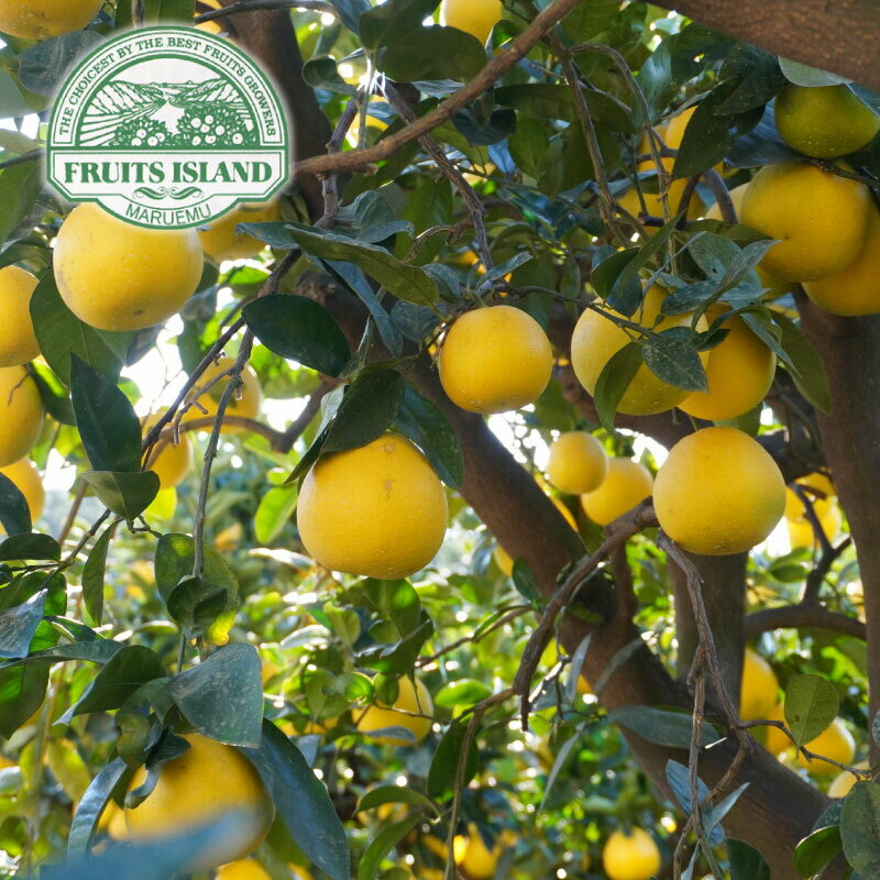 【ふるさと納税】 先行予約 美生柑 みしょうかん 約 7.5kg 河内晩柑 贈答 ギフト プレゼント フルーツ 果物 果実 夏文旦 晩生柑 愛媛 みかん 蜜柑 愛南 ご当地 ブランド 母の日 国産 産地 直送 ゼリー マーマレード デザート フルーツアイランド マルエム直販 愛媛県 愛南町 サムネイル3