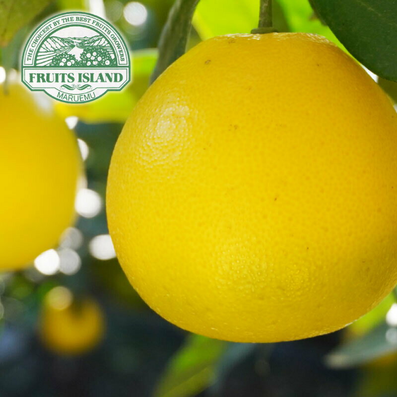 【ふるさと納税】 先行予約 美生柑 みしょうかん 約 7.5kg 河内晩柑 贈答 ギフト プレゼント フルーツ 果物 果実 夏文旦 晩生柑 愛媛 みかん 蜜柑 愛南 ご当地 ブランド 母の日 国産 産地 直送 ゼリー マーマレード デザート フルーツアイランド マルエム直販 愛媛県 愛南町 サムネイル2