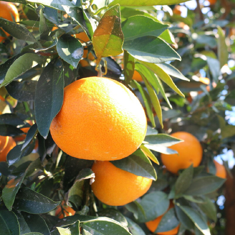 【ふるさと納税】 先行予約 訳あり 完熟まどんな 5kg サイズミックス みかん 蜜柑 まどんな 人気 ブランド 高級 紅まどんな 柑橘 果物 フルーツ 甘い おいしい 数量限定 産地直送 農家直送 国産 特産品 中山農園 愛媛県 愛南町 サムネイル2