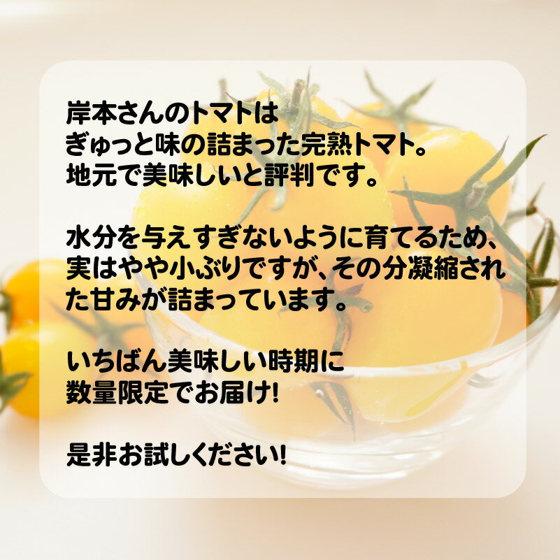 【ふるさと納税】 完熟 ミニトマト イエローアイコ 180g 8パック 計 1.4kg 岸本くん 国産 緑黄色 野菜 濃厚 甘い おいしい 数量限定 生産者 産地 直送 産直 発送期間:2025年12月1日〜2026年5月10日 - 画像2