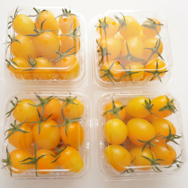 【ふるさと納税】 完熟 ミニトマト イエローアイコ 180g 8パック 計 1.4kg 岸本くん 国産 緑黄色 野菜 濃厚 甘い おいしい 数量限定 生産者 産地 直送 産直 発送期間:2025年12月1日〜2026年5月10日 - 画像3