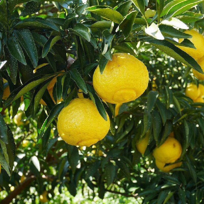 【ふるさと納税】 数量限定 先行予約 選べる 内容量 はるか 3kg 5kg 10kg 7000円 10000円 18000円 みかん mikan 蜜柑 ミカン 国産 産地直送 農家直送 期間限定 特産品 ゼリー ジュース アイス 等に 人気 限定 フルーツ 果物 柑橘 甘い おいしい 吉田農園 愛南町 愛媛県 サムネイル2