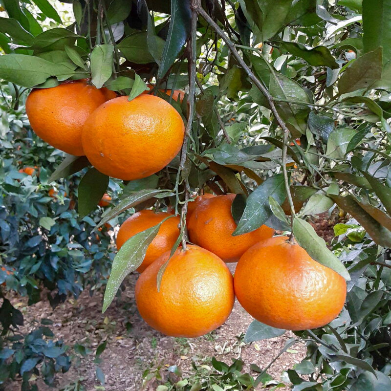 【ふるさと納税】 【数量限定】 先行予約 甘平5kg 精品 家庭用 みかん 蜜柑 甘平 ポンカン 高級 紅まどんな せとか 人気 ブランド 柑橘 果物 フルーツ ギフト 贈り物 プレゼント お取り寄せ 産地直送 農家直送 国産 特産品 中山農園 愛媛県 愛南町 サムネイル3