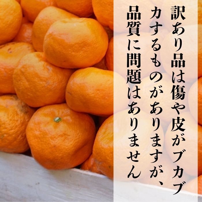 【ふるさと納税】 【高評価★4.30】 先行予約 期間限定 愛媛みかん 1kg 1.8kg 2.5kg 3kg 5kg 訳あり 贈答 果物 柑橘 みかん 小分け 蜜柑 フルーツ ゼリー ジュース オレンジ 甘い 糖度 不揃い 傷 愛媛 愛南町 吉本農園 サムネイル3