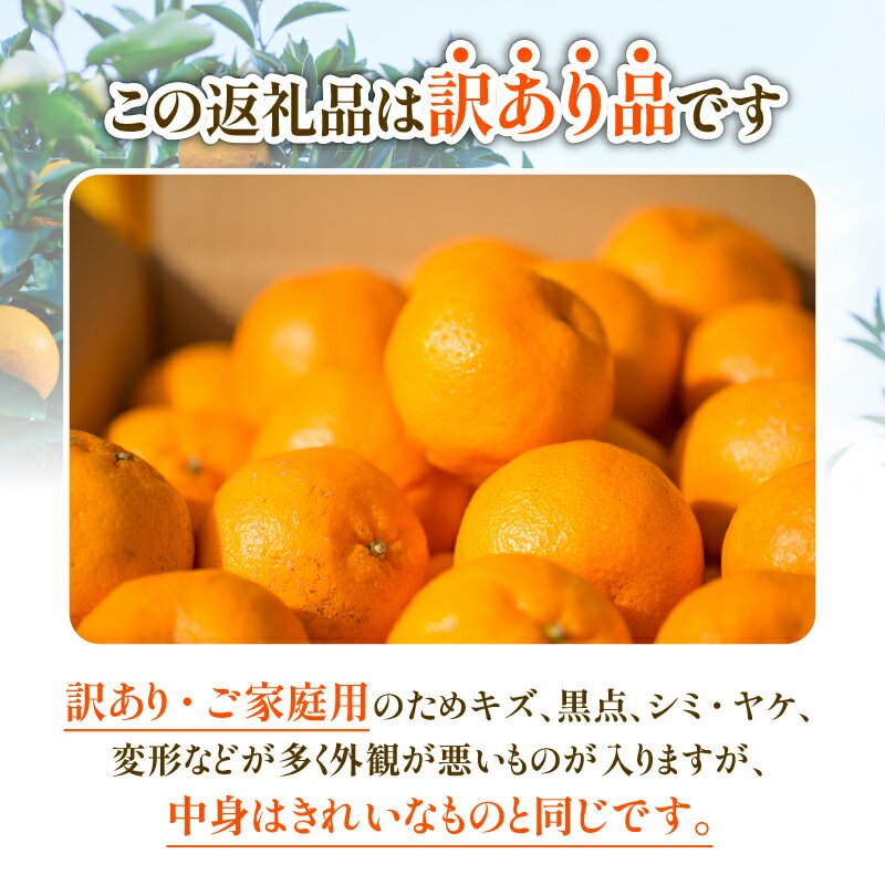 【ふるさと納税】 高評価★4.62 選べる 内容量 訳あり ポンカン 1.5kg 3kg 5kg 10kg ふるさと納税 フルーツ 果物 少量 みかん 柑橘 果実 くだもの フルーツ デコポン ぽんかん 冬 規格外 不揃い 愛媛県 愛南町 清家ばんかんビレッジ サムネイル3